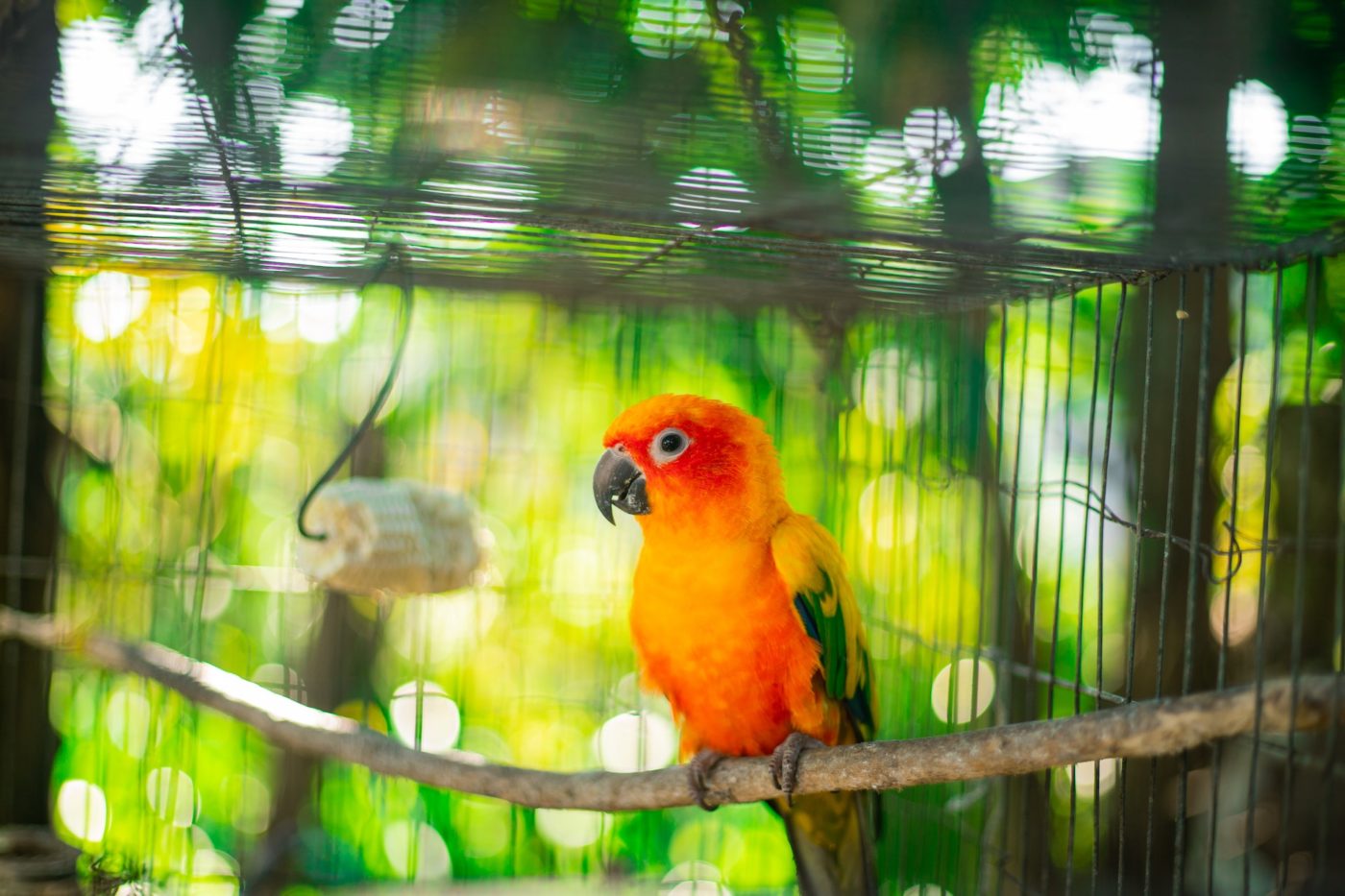 6 Signs That Your Child is Old Enough to Care For an Exotic Pet